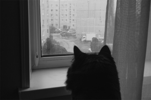 Любовь и голуби